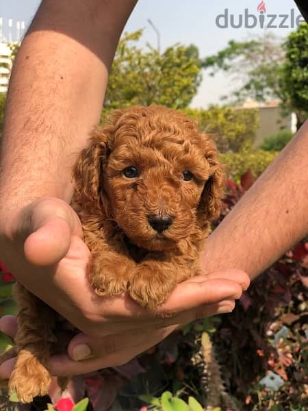 toy poodle puppy 2