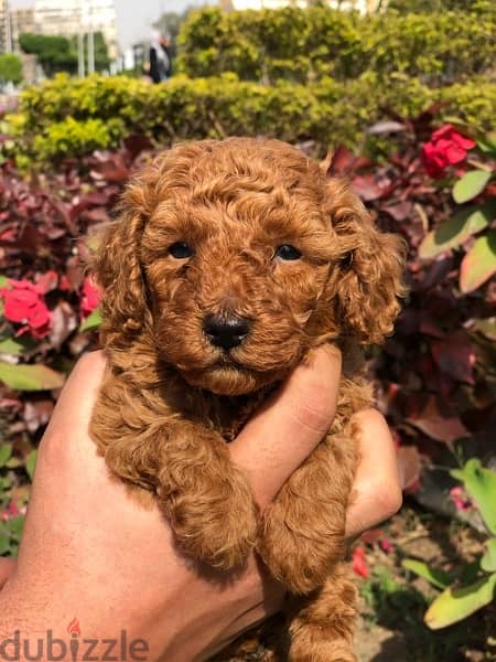 toy poodle puppy 3