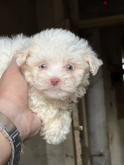 havanese mini blue eyes