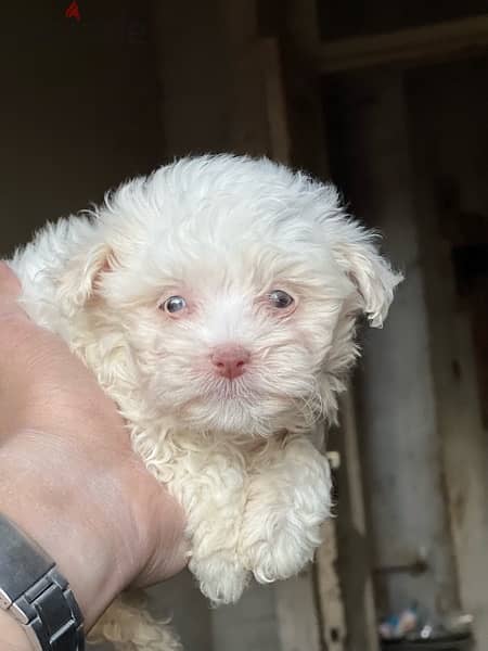 havanese mini blue eyes 1