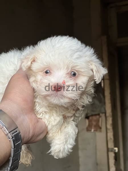 havanese mini blue eyes 2