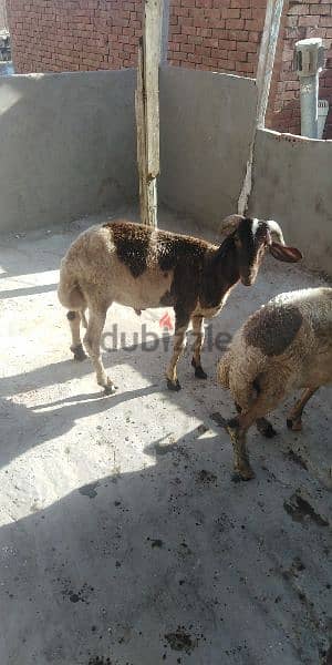 غنم برقي وغنم بلدي