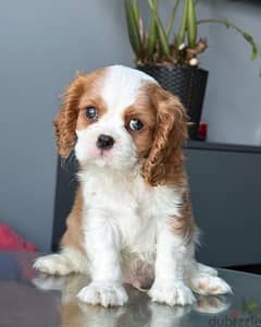 Olx cavalier discount king charles spaniel