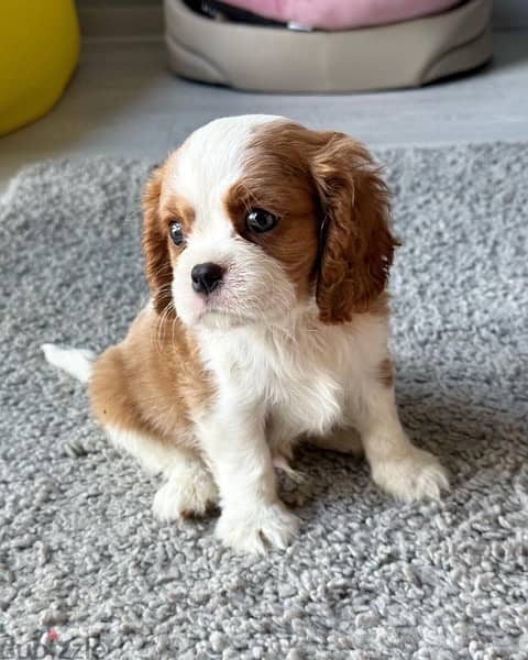Cavalier king charles Imported Super Quality !!! 2