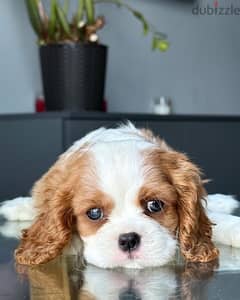 Cavalier king charles Imported Super Quality !!!