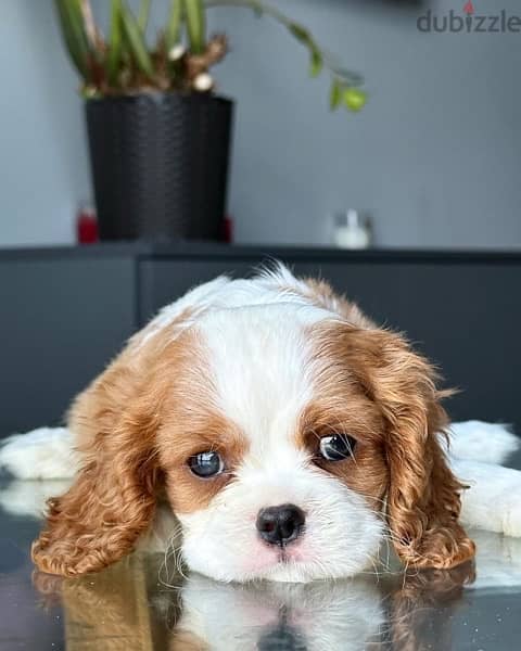 Cavalier king charles Imported Super Quality !!! 0