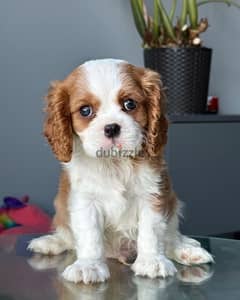 Cavalier king charles Imported Super Quality !!!