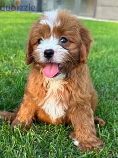 Cavapoo Imported from Europe with all documents !!