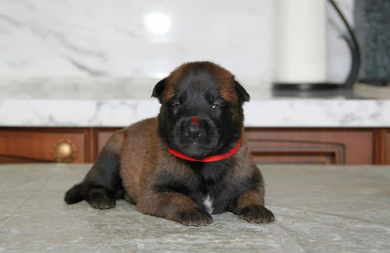 Fci malinois sales