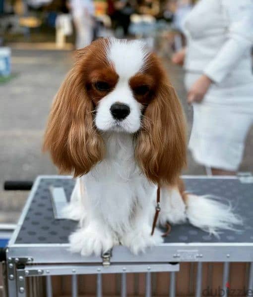imported Cavalier King Charles spaniel With full documents 1