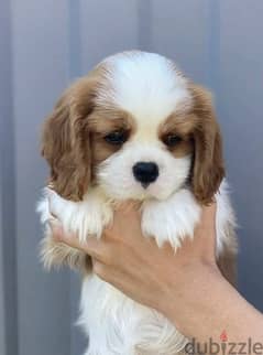 imported Cavalier King Charles spaniel With full documents