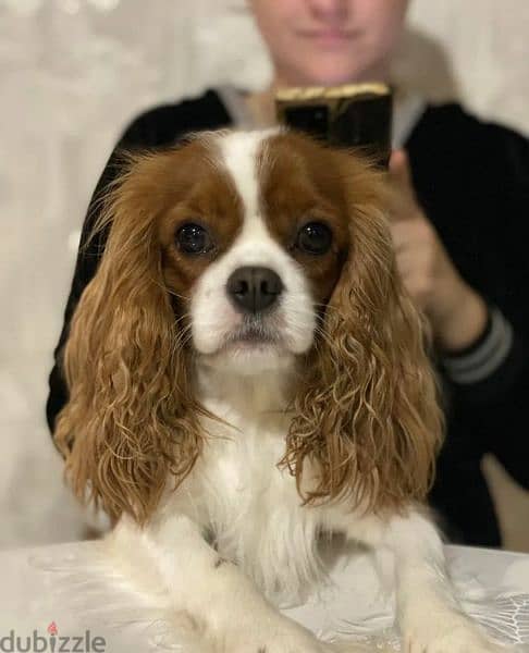 imported Cavalier King Charles spaniel With full documents 2