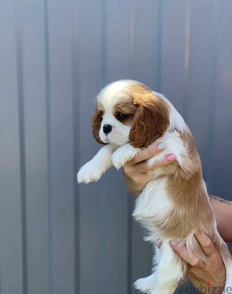 imported Cavalier King Charles spaniel With full documents 3