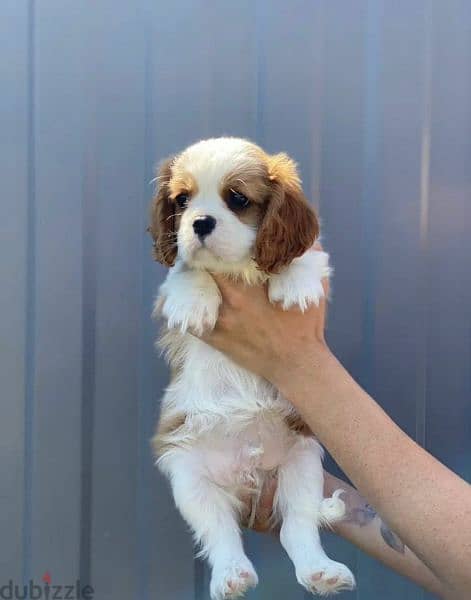 imported Cavalier King Charles spaniel With full documents 5