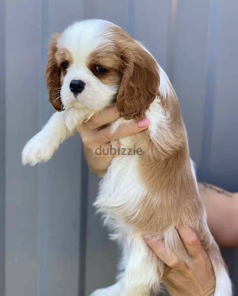 imported Cavalier King Charles spaniel With full documents 6