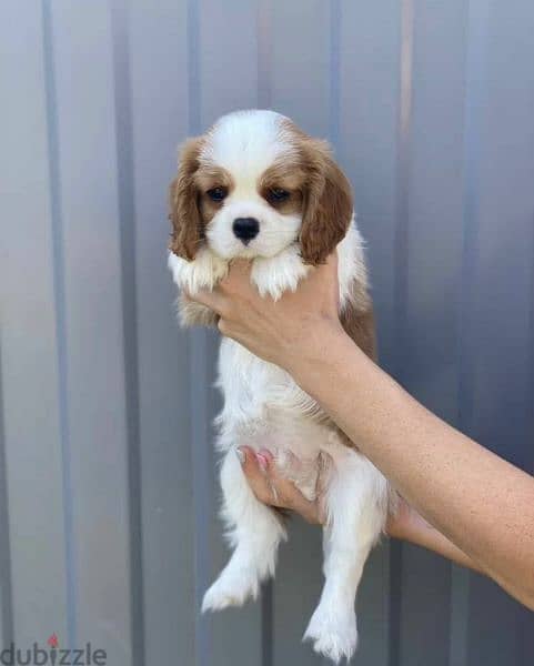imported Cavalier King Charles spaniel With full documents 8