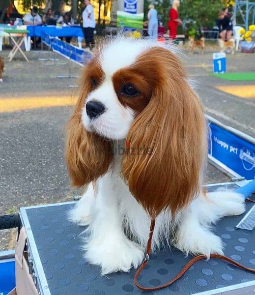 imported Cavalier King Charles spaniel With full documents 9