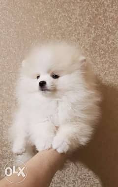 اقوي جراوي ميني بوميرينيان في مصر mini Pomeranian puppy's top quality 0