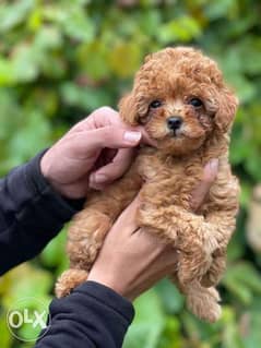 immediate purchase Imported Toy Poodle Female 2 months Full documents 0