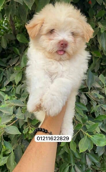 havanese puppies top quality هفانيز 2