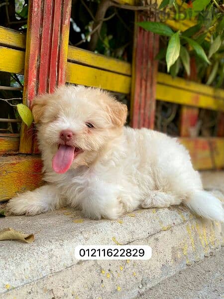 havanese puppies top quality هفانيز 3