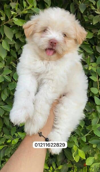 havanese puppies top quality هفانيز 4