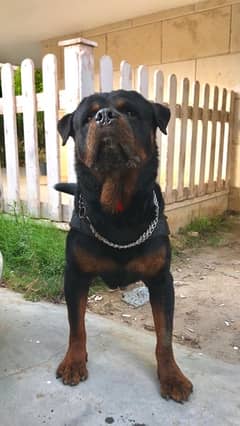 male rottweiler for mating