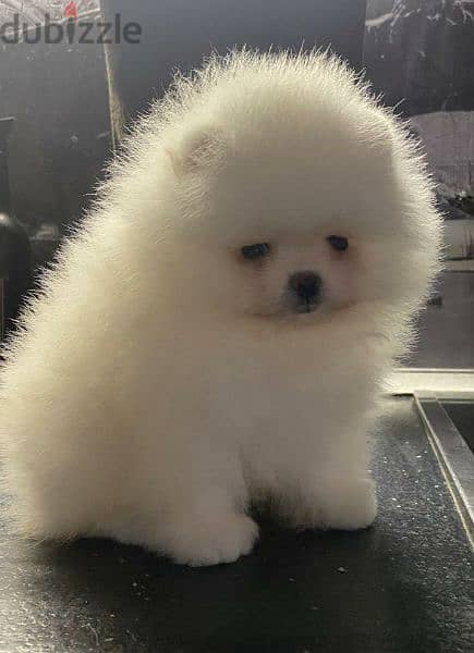 Baby 2024 mini pomeranian