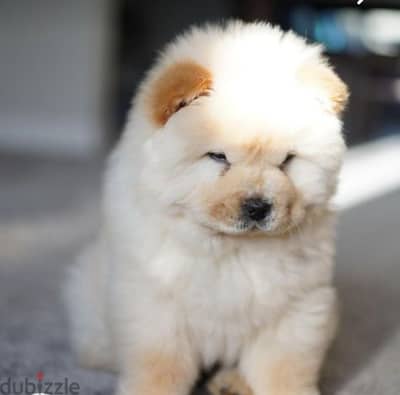 شاو  اتشاو  اهالى مستوردين مسجلين FCI  تشاو  chow chow puppies