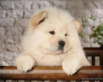 شاو تشاو  اهالى مستوردين مسجلين FCI  اتشاو  chow chow puppies