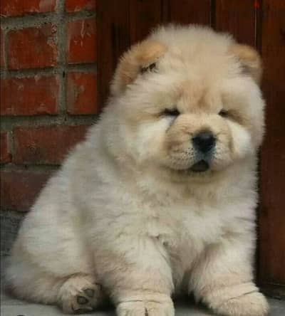 تشاو اتشاو دباديب مستوى عالمي شاو chow chow puppies