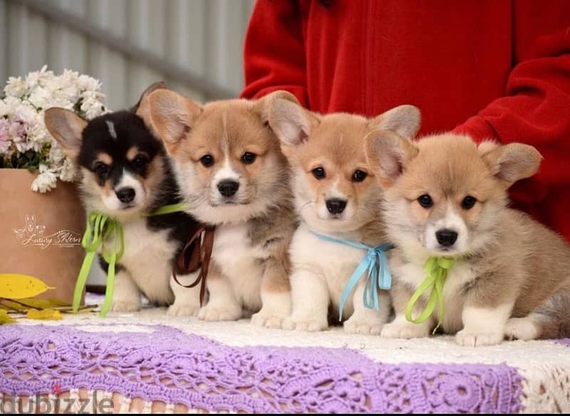 imported corgi puppies with all documents , FASTEST DELIVERY 1