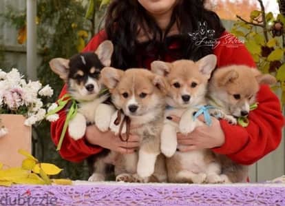 imported corgi puppies with all documents , FASTEST DELIVERY