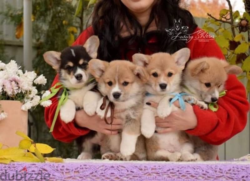 imported corgi puppies with all documents , FASTEST DELIVERY 0