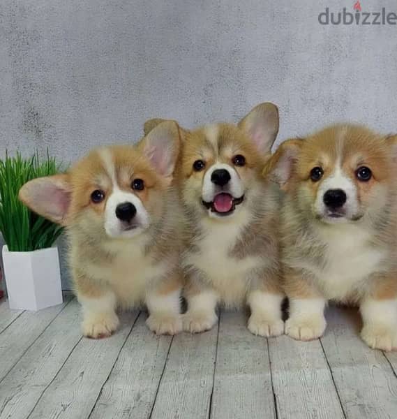 imported corgi puppies with all documents , FASTEST DELIVERY 2