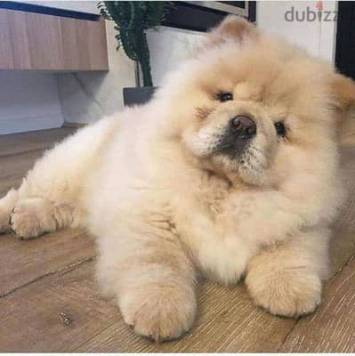 تشاو اتشاو  اعلى مستوى شاو  chow chow imported parents FCI papers