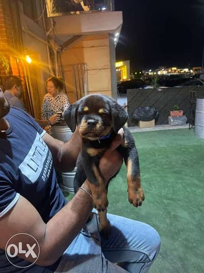 Super quality rottweiler