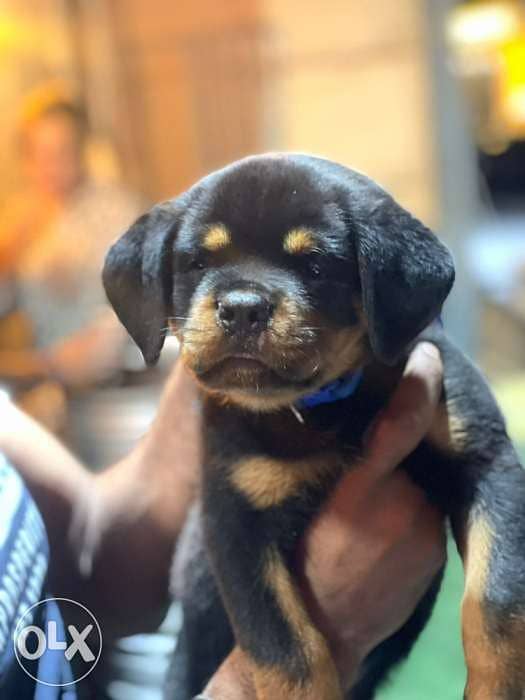 Super quality rottweiler 1
