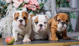 Imported English bulldog puppies Fci