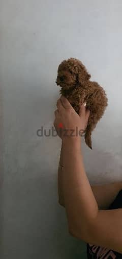 Toy  poodle