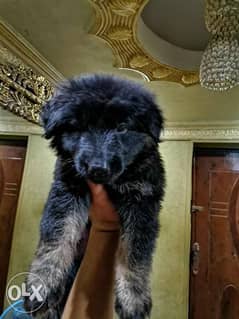 German puppies, male and female, imported, 45 days 0