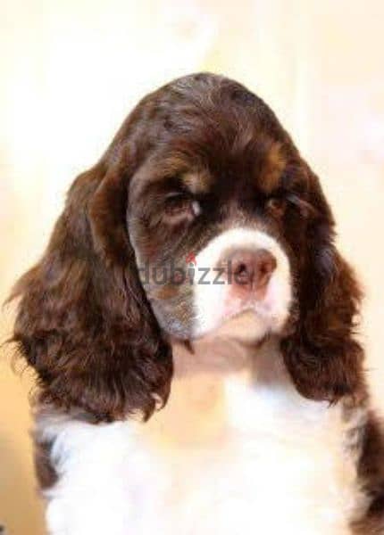 puppies American for sale 1