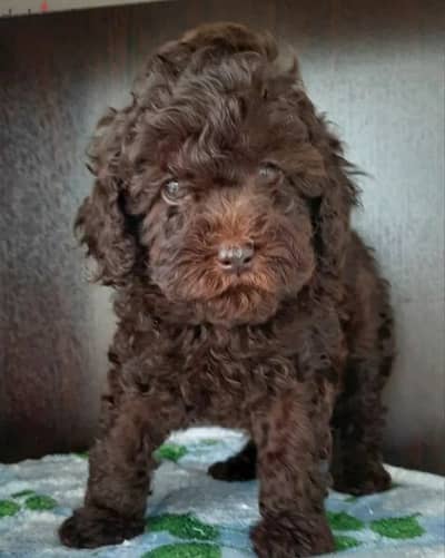 Imported From Europe chocolate Poodle Puppies