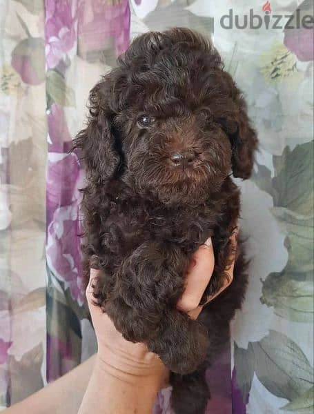 Imported From Europe chocolate Poodle Puppies 1