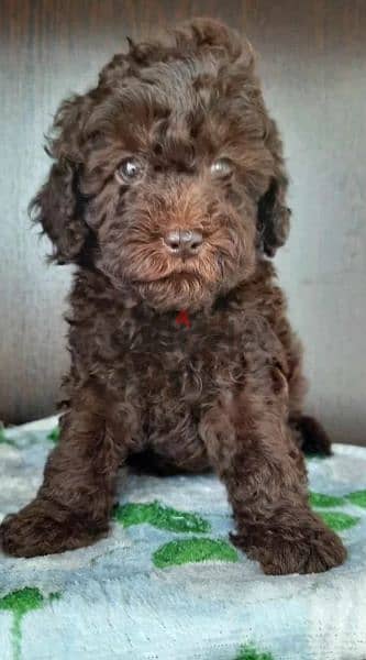 Imported From Europe chocolate Poodle Puppies 2