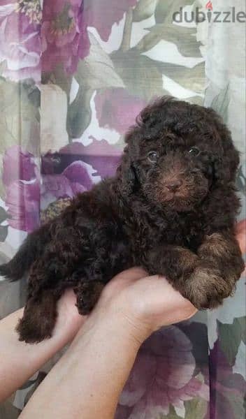 Imported From Europe chocolate Poodle Puppies 3