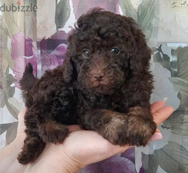 Imported From Europe chocolate Poodle Puppies 4