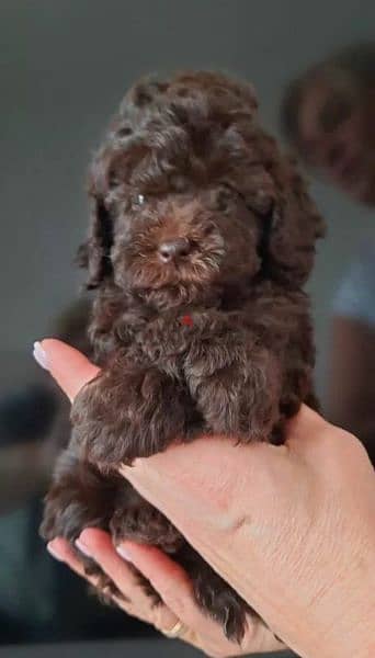 Imported From Europe chocolate Poodle Puppies 5