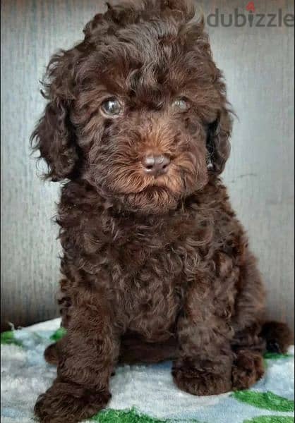 Imported From Europe chocolate Poodle Puppies 6