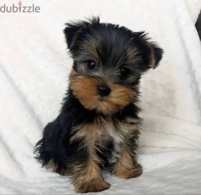 Yorkshire puppies premium quality FCI bloodls  يورك شاير تيكب يوركشاير